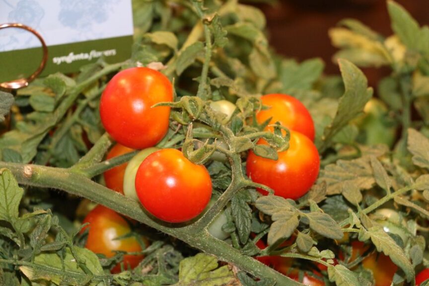 Cherry Blast Tomato ‘It’s Pretty’ (Syngenta Flowers)