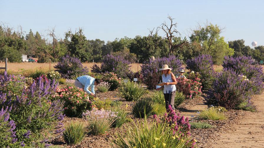 Testing Climate-Ready Landscape Plants Benefits Growers and Consumers