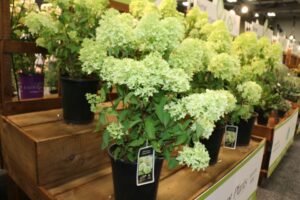 Concept Plants Skyfall Hydrangea