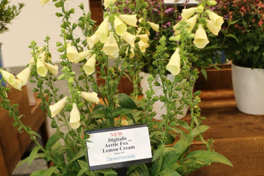 Darwin Perennials Digitalis Arctic Fox Lemon Cream