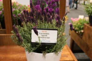 Darwin Perennials Lavandula Anouk Doublescape