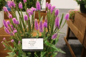 Darwin Perennials Veronica Skyward Lilac