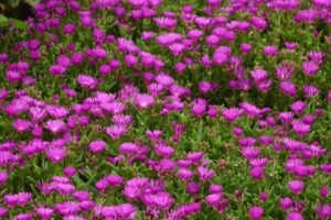 Delosperma %E2%80%98Ocean Sunset Violet Darwin Perennials