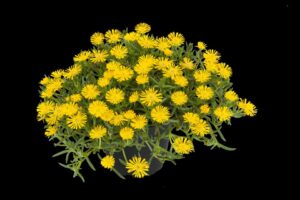 Delosperma %E2%80%98Sun Diamonds Yellow Kientzler