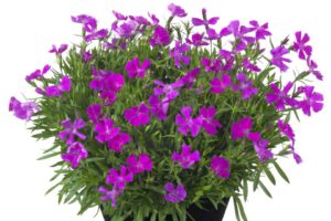 Dianthus %E2%80%98Beauties Rebecca HilverdaFlorist