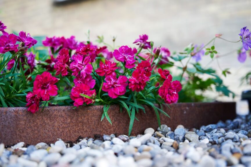 Dianthus %E2%80%98Beauties Tiiu HilverdaFlorist