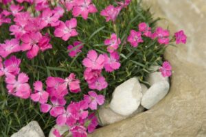 Dianthus ‘Beauties Kahori HilverdaFlorist