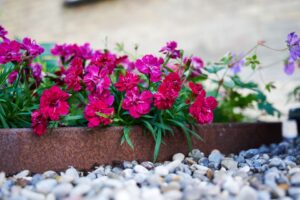 Dianthus ‘Beauties Tiiu HilverdaFlorist