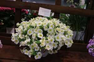 Dummen Orange Bloomtastic Sunshine Calibrachoa