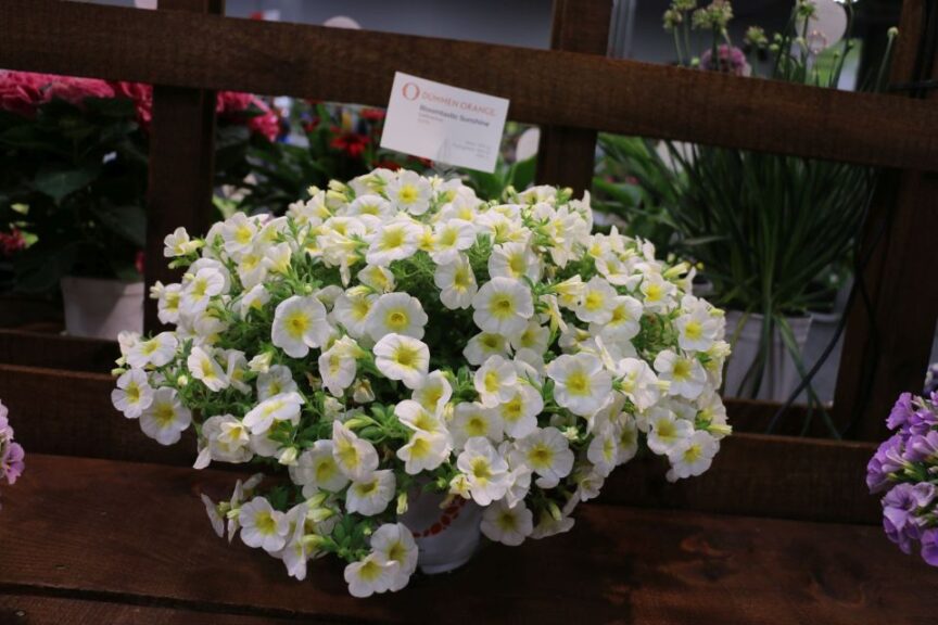 Dummen Orange Bloomtastic Sunshine Calibrachoa