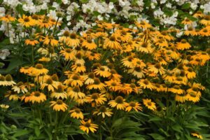 Echinacea %E2%80%98Artisan Yellow Ombre Kieft Seed