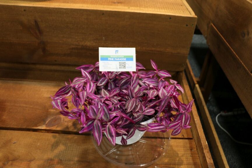 ForemostCo Tradescantia Pink Paradise