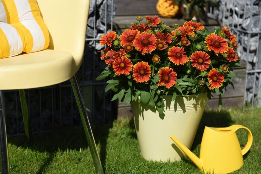 Gaillardia %E2%80%98SpinTop Yellow Touch Dummen Orange