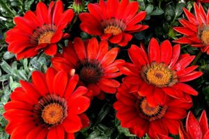 Gazania %E2%80%98Enorma Red Ring Hem Genetics