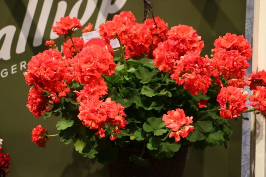 Geranium ‘Calliope Large Dark Salmon’ (Syngenta Flowers)