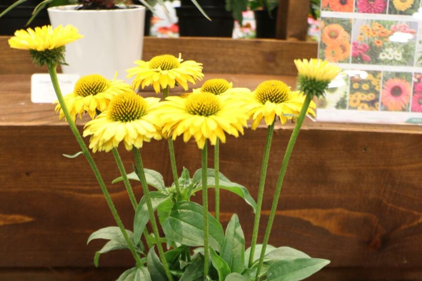 Green Trade Horticulture Echinacea SunSeekers Golden Sun