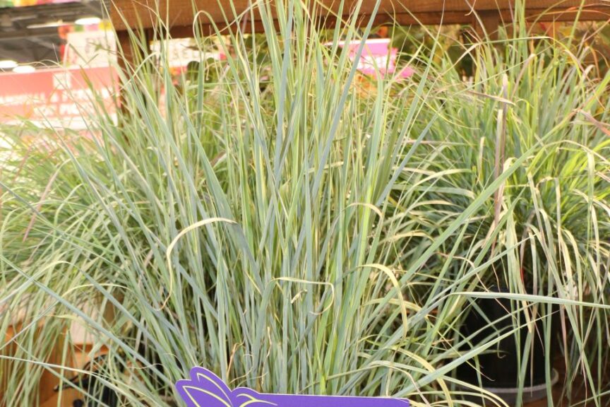 Greenleaf Nursery Company Blue Yonder Indian Grass