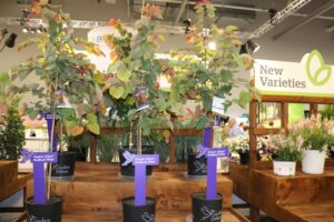 Greenleaf Nursery Company Hearts AFire Redbud