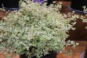 Greenleaf Nursery Company Milky Way Abelia