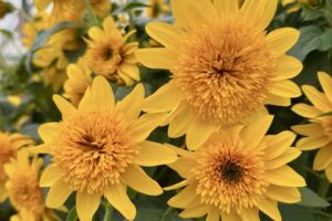 Helianthus %E2%80%98Sunfinity Double Yellow Syngenta Flowers