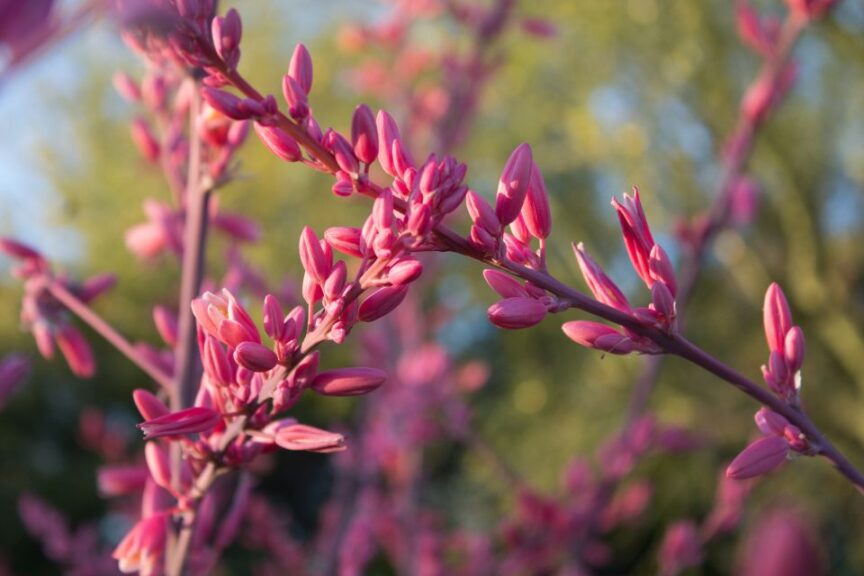 Hesperaloe ‘Little Giant Monrovia