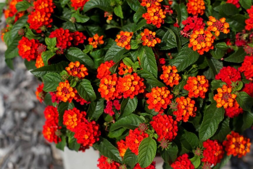 Lantana %E2%80%98Gem Compact Orange Fire Danziger