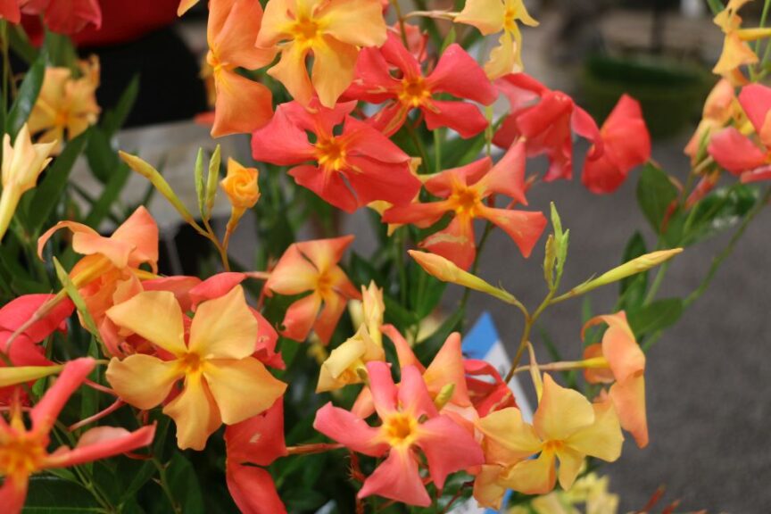 Mandevilla ‘Sun Parasol FiredUp Orange’ (Suntory Flowers)