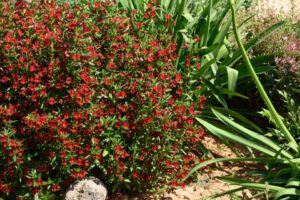 Mimulus %E2%80%98Mai Tai Red Danziger