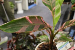 Musa ‘Nono Pink Variegated’ (Purple Pink) (ForemostCo)