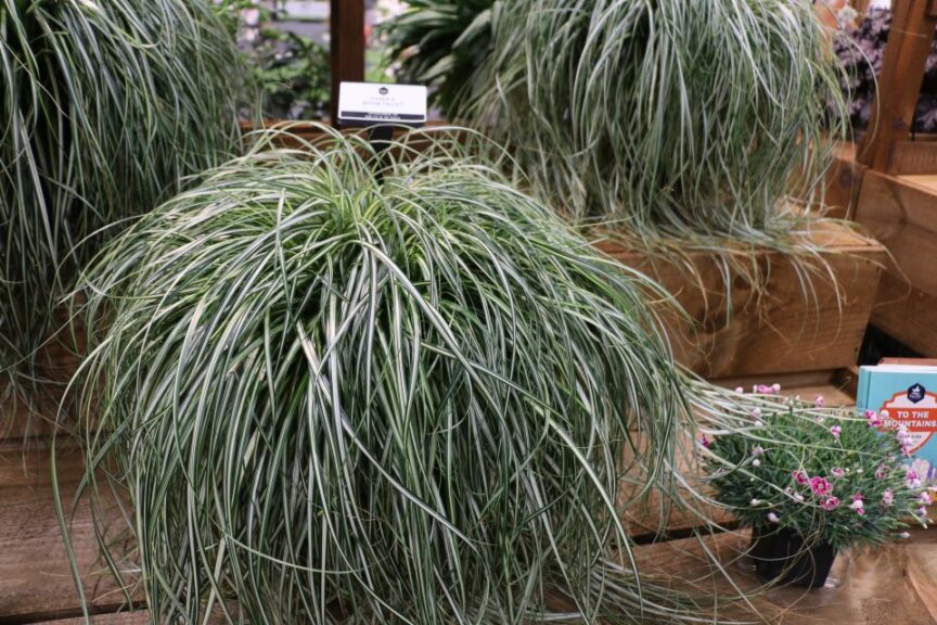 PPL Carex X Moon Falls