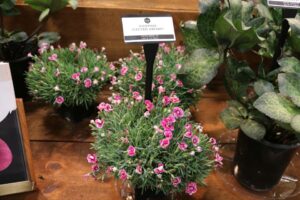 PPL Dianthus Electric Dreams