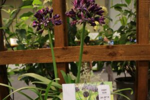 Plant Development Services Agapanthus Blackjack