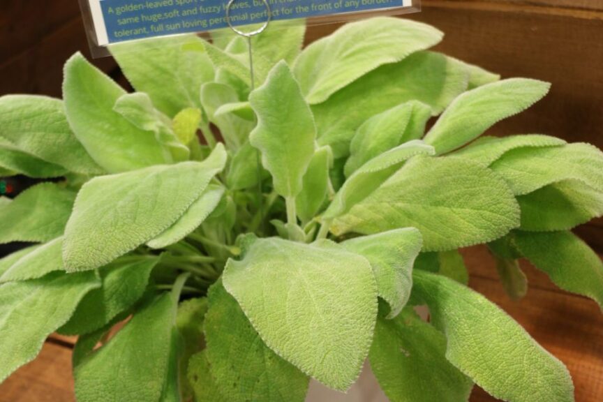 Plants Nouveau Stachys byzantia Key Lime