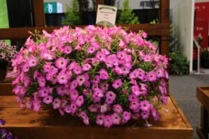 Proven Winners Petunia Supertunia Tiara Pink