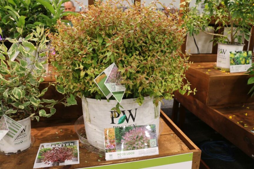 Proven Winners Poco Loco Abelia