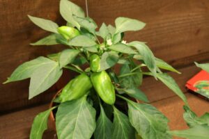 Prudac Americas Pillar Peppers Luna Red F1