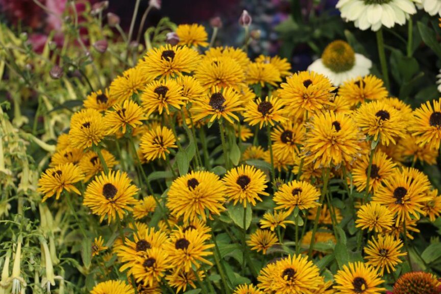 Rudbeckia ‘Lion Cub’ (Terra Nova Nurseries)