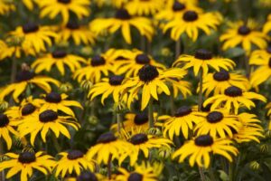 Rudbeckia ‘Goldblitz Kieft Seed