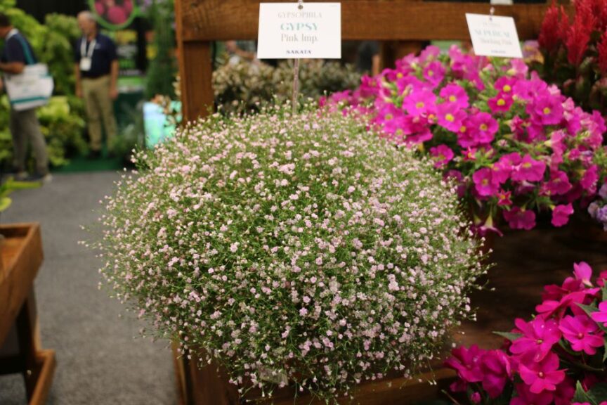 Sakata Gypsophila Gypsy Pink Imp