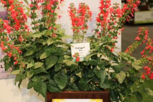 Salvia ‘Unplugged Red’ (Proven Winners)