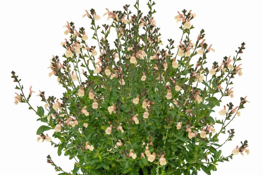 Salvia %E2%80%98Visional Cream Kientzler