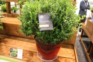 Star Roses and Plants Boxwood Little Mister