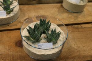 Succulents Unlimted BV Gasteria Robin