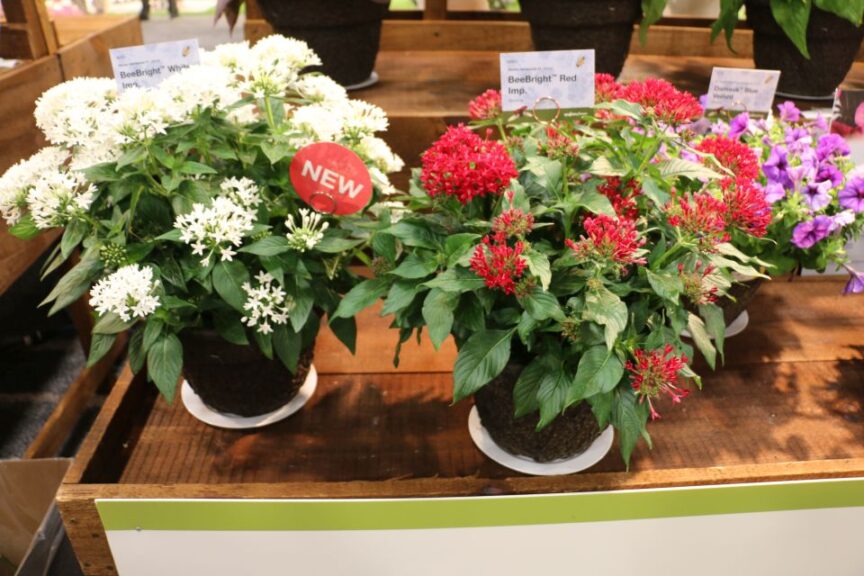 Syngenta Flowers BeeBright White and Red Imp