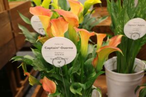 ThinkPlants Calla Lily Captain Osorno