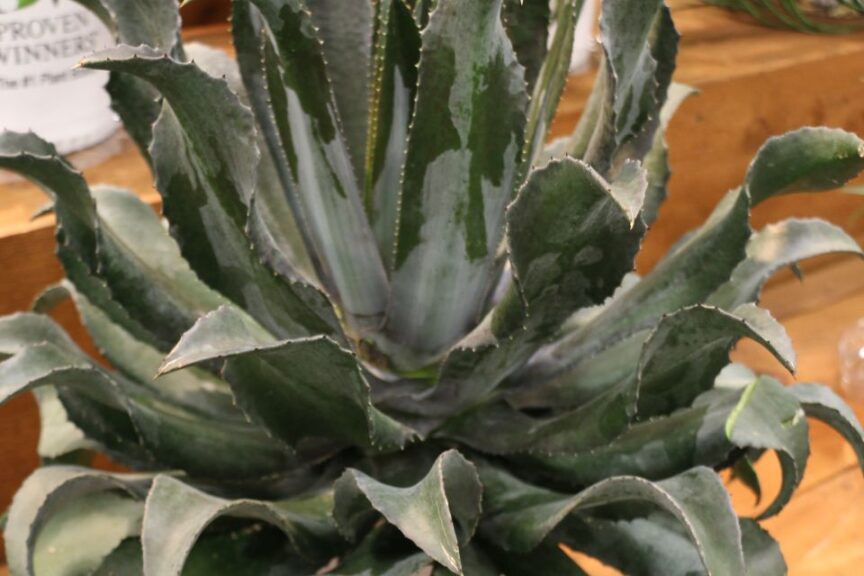 Walters Gardens Night Owl Mangave Monfredo x Agave hybrid