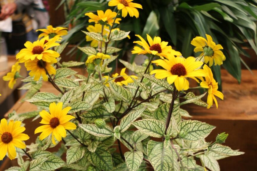 Walters Gardens Touch of Blush Heliopsis healianthoides