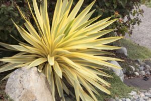 Yucca %E2%80%98Bright Star Monrovia