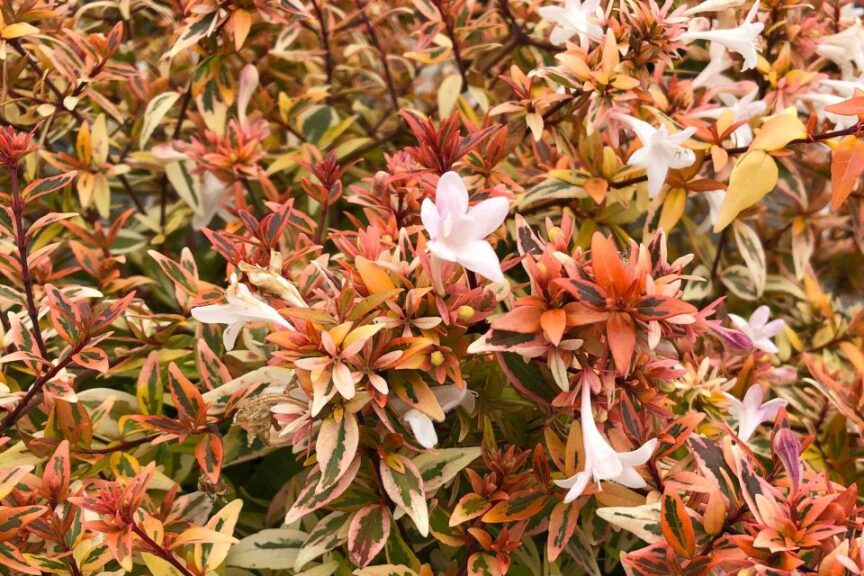 Abelia %E2%80%98Suntastic Peach PDSI