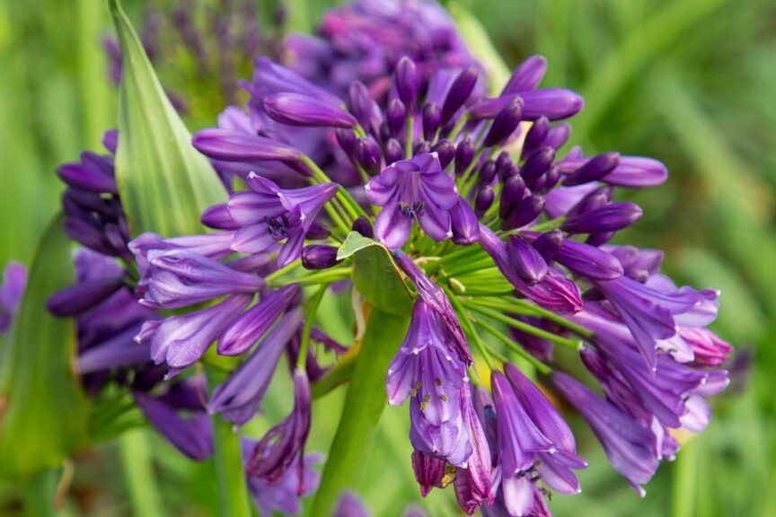 Agapanthus ‘Ever Amethyst PDSI